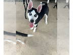 Siberian Husky DOG FOR ADOPTION RGADN-1371467 - Lychee - Siberian Husky (short