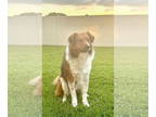 Australian Shepherd Mix DOG FOR ADOPTION RGADN-1371469 - Bruno - M - Australian