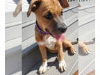 German Shepherd Dog Mix DOG FOR ADOPTION RGADN-1371482 - Violet - German
