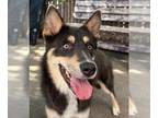 Border Collie-Huskies Mix DOG FOR ADOPTION RGADN-1371492 - AURORA - Border