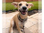Jack Chi DOG FOR ADOPTION RGADN-1371501 - Sheeba - Jack Russell Terrier /