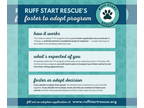 American Pit Bull Terrier-Dachshund Mix DOG FOR ADOPTION RGADN-1371516 - Paisley