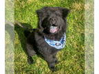 Chow Chow DOG FOR ADOPTION RGADN-1371518 - Buddha - Chow Chow (medium coat) Dog