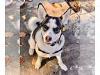 Siberian Husky DOG FOR ADOPTION RGADN-1371521 - Chewie 279941 - Siberian Husky /
