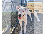 Dogo Argentino DOG FOR ADOPTION RGADN-1371524 - Opal 47064 - Dogo Argentino