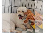 Poodle (Miniature) DOG FOR ADOPTION RGADN-1371525 - Snuffles - Poodle