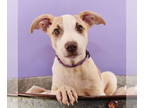Whippet Mix DOG FOR ADOPTION RGADN-1371537 - Mama Glinda Pup - Alexandra -