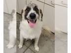 Great Pyrenees DOG FOR ADOPTION RGADN-1371545 - Ziggy - Great Pyrenees Dog For