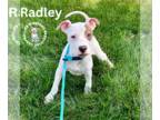 Boxer Mix DOG FOR ADOPTION RGADN-1371585 - Radley - Boxer / Mixed Dog For