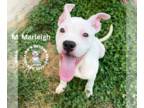 Boxer Mix DOG FOR ADOPTION RGADN-1371586 - Marleigh - Boxer / Mixed Dog For