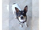 Rat Terrier Mix DOG FOR ADOPTION RGADN-1371588 - Sissy - Rat Terrier / Mixed