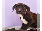 Australian Shepherd-Boxer Mix DOG FOR ADOPTION RGADN-1371591 - Sluggers -