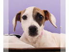 Boxer Mix DOG FOR ADOPTION RGADN-1371594 - Sluggers - Dodgers - Australian