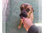 Boxer Mix DOG FOR ADOPTION RGADN-1371637 - Hondo - Boxer / Mixed Dog For