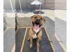 Mastiff DOG FOR ADOPTION RGADN-1371648 - TANNER - Mastiff (medium coat) Dog For