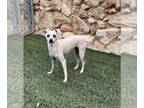 Italian Greyhound DOG FOR ADOPTION RGADN-1371656 - Lady - Italian Greyhound