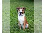 Sheprador DOG FOR ADOPTION RGADN-1371659 - HATCHI - Australian Shepherd /
