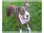 Australian Shepherd Mix DOG FOR ADOPTION RGADN-1371662 - BUTTER PECAN -