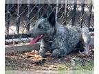 Australian Cattle Dog DOG FOR ADOPTION RGADN-1371679 - Dog - Queensland Heeler
