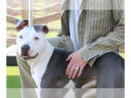 American Pit Bull Terrier DOG FOR ADOPTION RGADN-1371691 - K Souffle - Pit Bull
