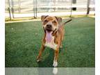 American Pit Bull Terrier Mix DOG FOR ADOPTION RGADN-1371703 - *GUNTHER - Pit