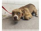 Bullboxer Pit DOG FOR ADOPTION RGADN-1371718 - STEPHEN - Boxer / Pit Bull