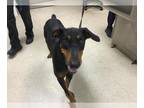 Doberman Pinscher DOG FOR ADOPTION RGADN-1371788 - Dog - Doberman Pinscher
