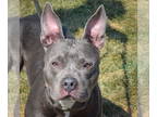 American Staffordshire Terrier DOG FOR ADOPTION RGADN-1371804 - Lunette -
