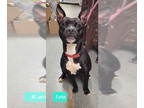 American Boston Bull Terrier DOG FOR ADOPTION RGADN-1371817 - Leia - Pit Bull
