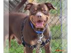 American Pit Bull Terrier DOG FOR ADOPTION RGADN-1371839 - FRANK - Pit Bull