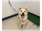 German Shepherd Dog-Siberian Husky Mix DOG FOR ADOPTION RGADN-1371843 - REX -