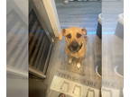 Labrador Retriever-Saint Bernard Mix DOG FOR ADOPTION RGADN-1371845 - DRACO