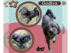 Shih Tzu Mix DOG FOR ADOPTION RGADN-1371846 - Godiva - Shih Tzu / Terrier /