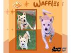 Pembroke Welsh Corgi Mix DOG FOR ADOPTION RGADN-1371849 - Waffles - Corgi /