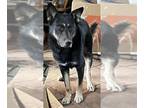Shepweiller DOG FOR ADOPTION RGADN-1371860 - *ALONZO - Rottweiler / German