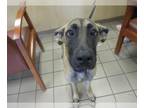Great Dane Mix DOG FOR ADOPTION RGADN-1371868 - STACY - Great Dane / Mixed