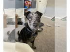 Catahoula Leopard Dog Mix DOG FOR ADOPTION RGADN-1371881 - Keanu - Catahoula