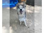 Siberian Husky DOG FOR ADOPTION RGADN-1371921 - AUGGIE - Siberian Husky (medium