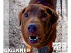 Labrador Retriever Mix DOG FOR ADOPTION RGADN-1371924 - Gunner - Labrador