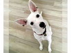 Rat Terrier Mix DOG FOR ADOPTION RGADN-1371934 - Luna (TX) - Rat Terrier / Mixed