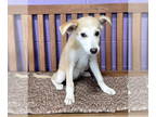Mix DOG FOR ADOPTION RGADN-1371939 - **WAVERLY* - Husky (medium coat) Dog For