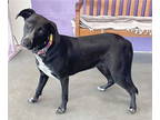 Labrador Retriever Mix DOG FOR ADOPTION RGADN-1371947 - **THENA** - Labrador