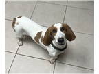 Basset Hound DOG FOR ADOPTION RGADN-1371949 - Hazel Brooklyn - Basset Hound