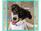 Border Collie Mix DOG FOR ADOPTION RGADN-1371951 - Monique - Border Collie /