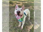 Bull Terrier Mix DOG FOR ADOPTION RGADN-1371970 - Yahtzee - Bull Terrier / Mixed