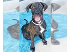 Mastador DOG FOR ADOPTION RGADN-1371980 - Paige - Labrador Retriever / Mastiff /