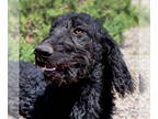 Poodle (Standard) Mix DOG FOR ADOPTION RGADN-1371983 - Gorgeous Mr Grindel ~