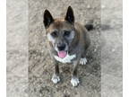 Huskies Mix DOG FOR ADOPTION RGADN-1371986 - Blanche - Husky / Mixed Dog For