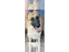 German Shepherd Dog DOG FOR ADOPTION RGADN-1371996 - Marion's Jack - German