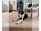 Lab-Pointer DOG FOR ADOPTION RGADN-1372000 - Gumbo aka Gumby - Pointer /